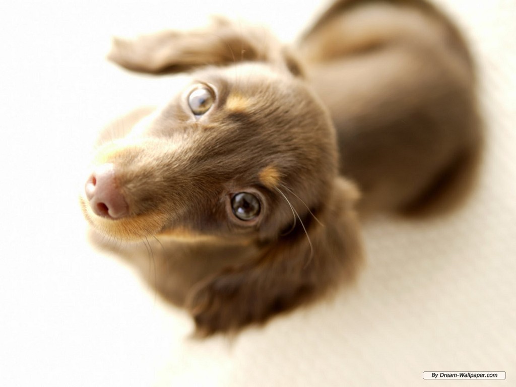 Miniature Dachshund Pictures Apps Directories