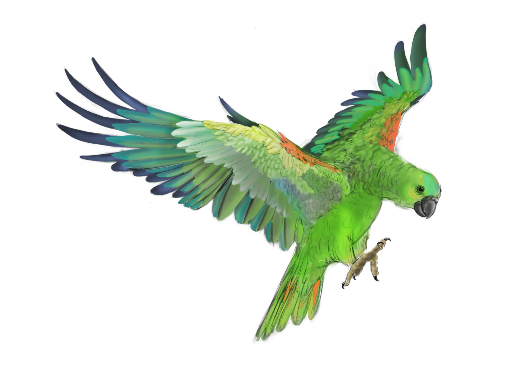 Wallpaper Clipart Green Parrot Photo