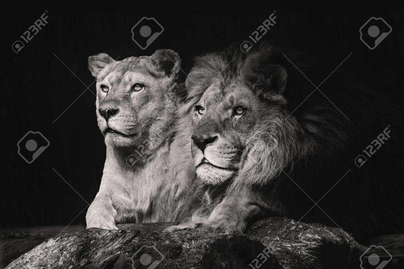 Portrait Of A Sitting Lions Couple Close Up On An Isolated Black