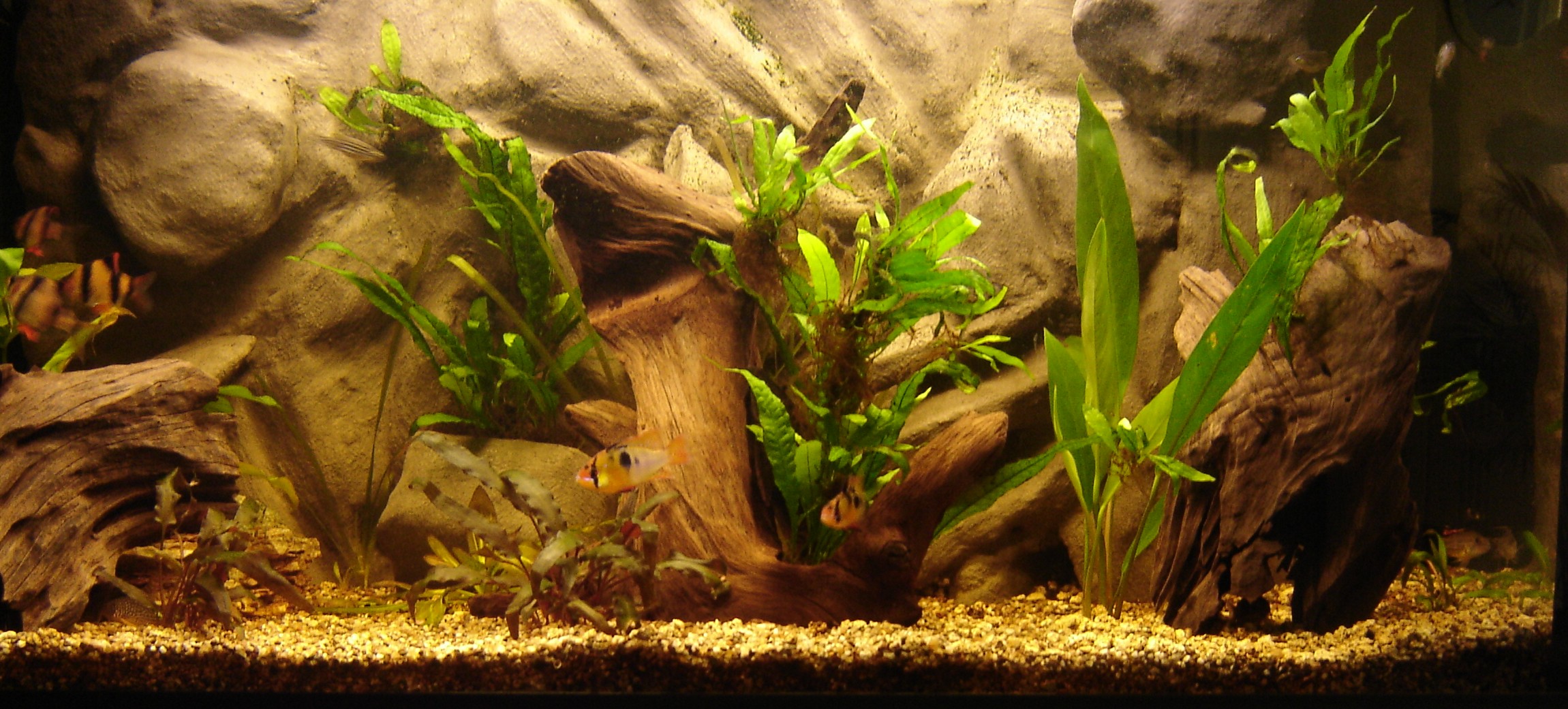 Cool Fish Tank Backgrounds
