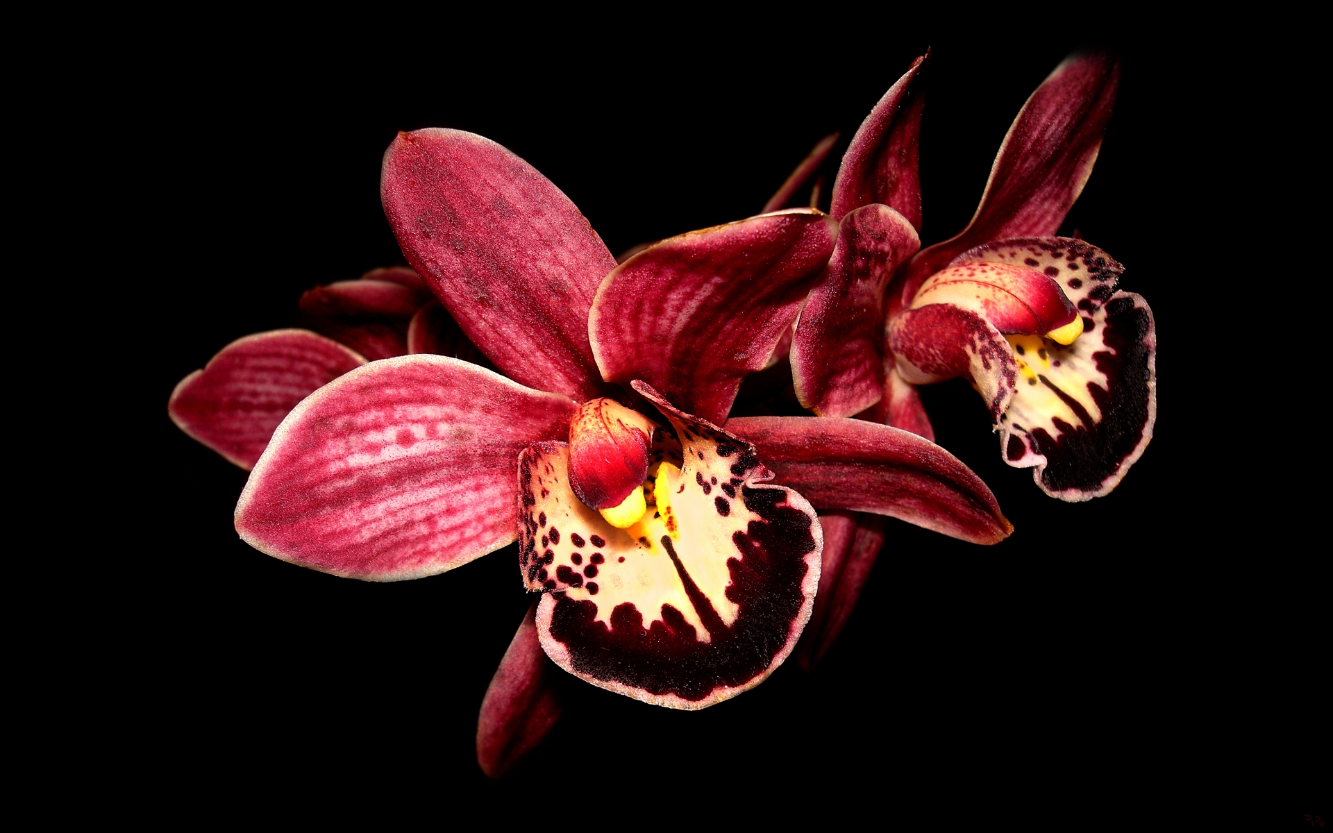 Desktop Wallpapers orchids Pink color Flowers Closeup 1080x1920