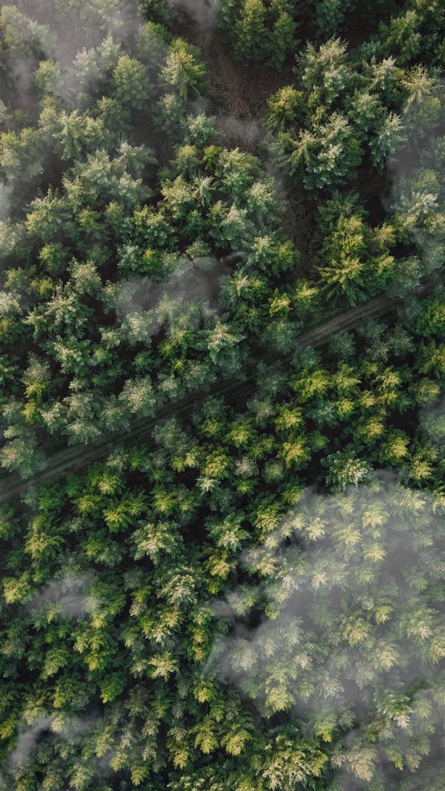 Best Tree Iphone Hd Wallpaper