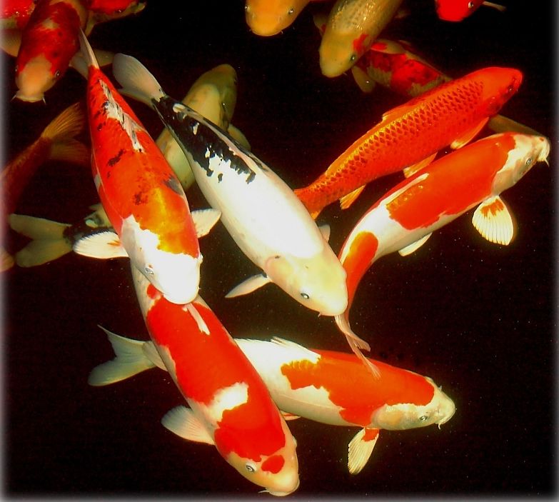 Koi Fish Wallpaper HD Image For Gadget Background