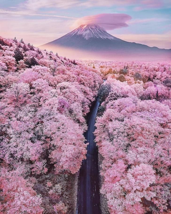 Cherry Blossoms With Mount Fuji In The Background