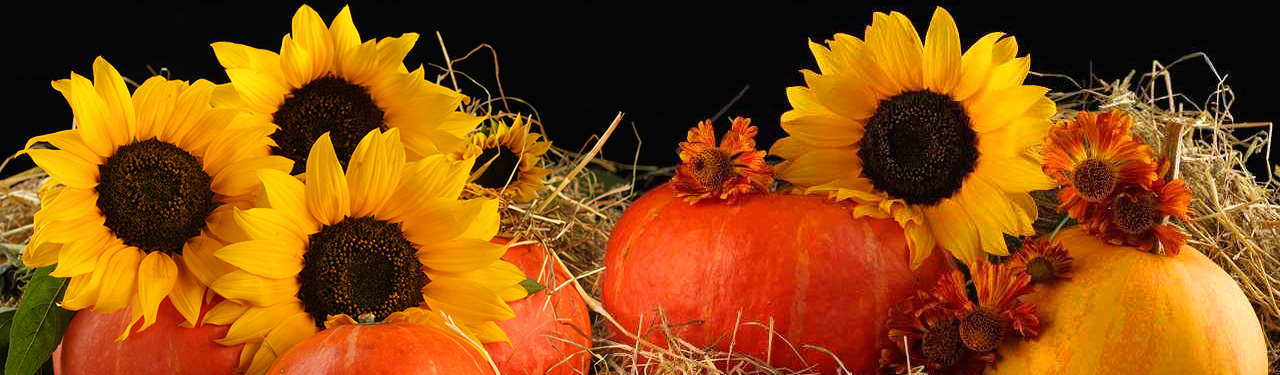 Sunflower And Pumpkins Desktop Wallpaper HD Picture