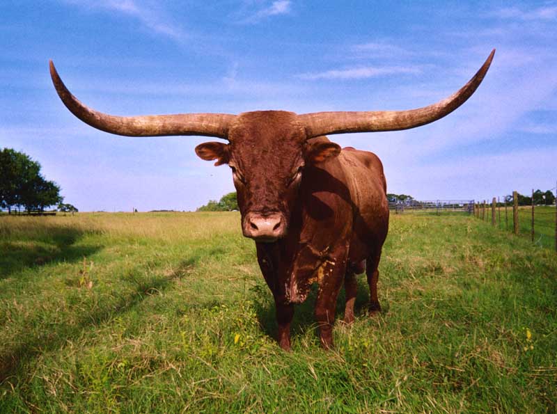 Dickinson Cattle Co Llc Home Texas Longhorn Celebrity Calendar