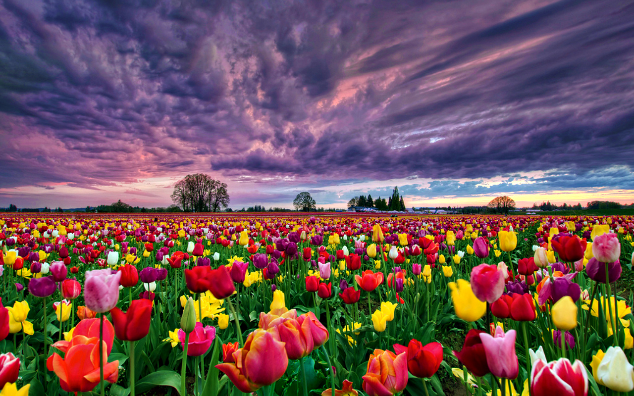 Earth Flower Colors Tulip Field Wallpaper
