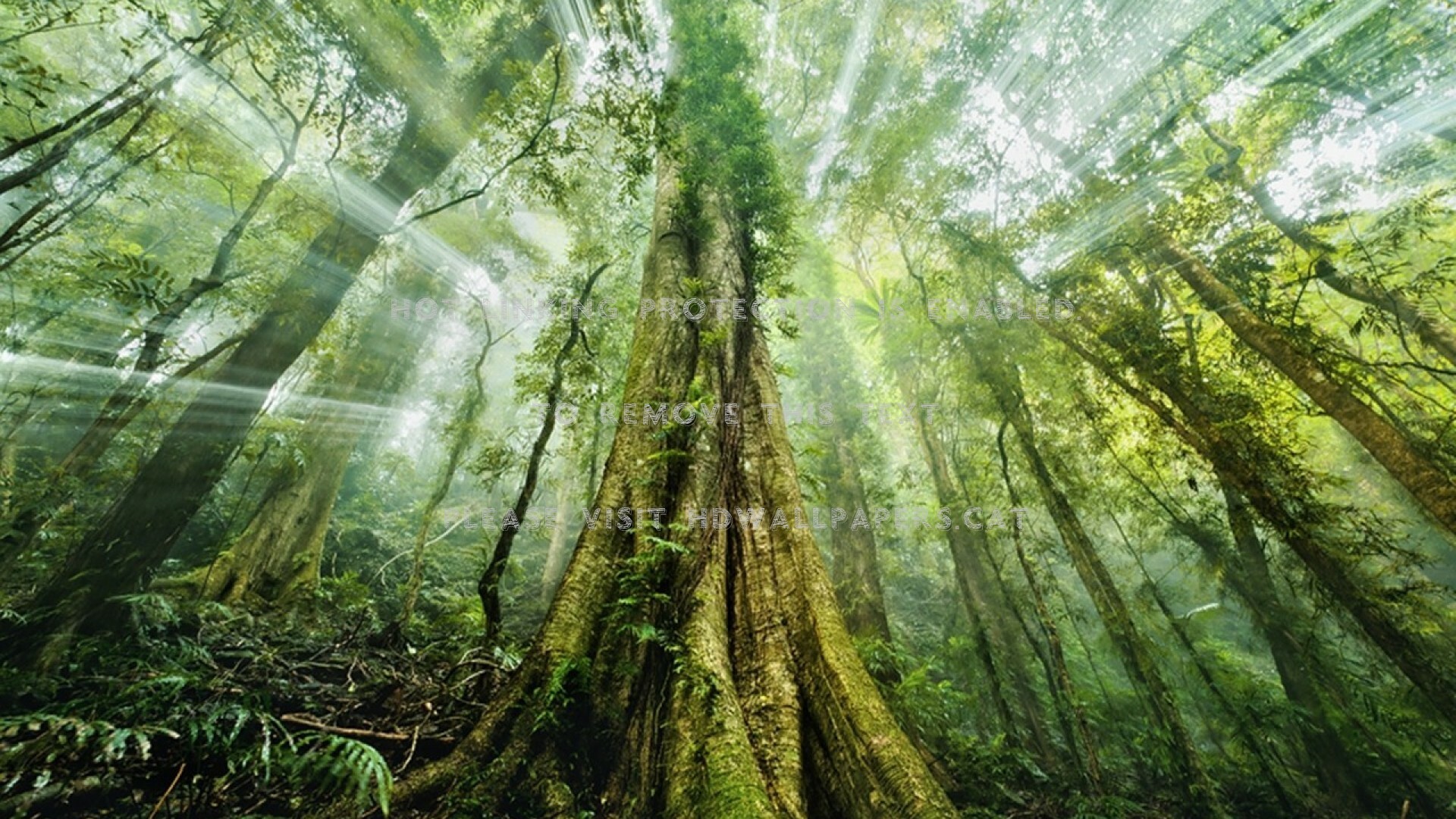Mystical Forest Wallpaper