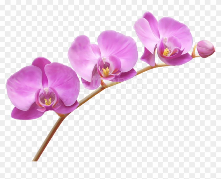 Png Orchids Transparent Image Background