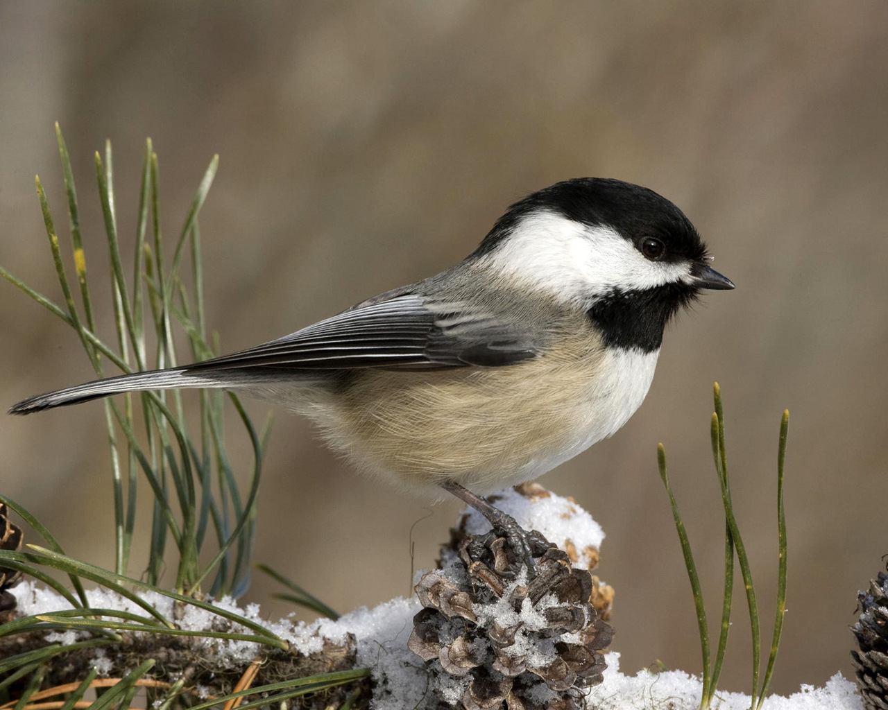 Winter Bird Pictures And Widescreen Desktop Wallpaper