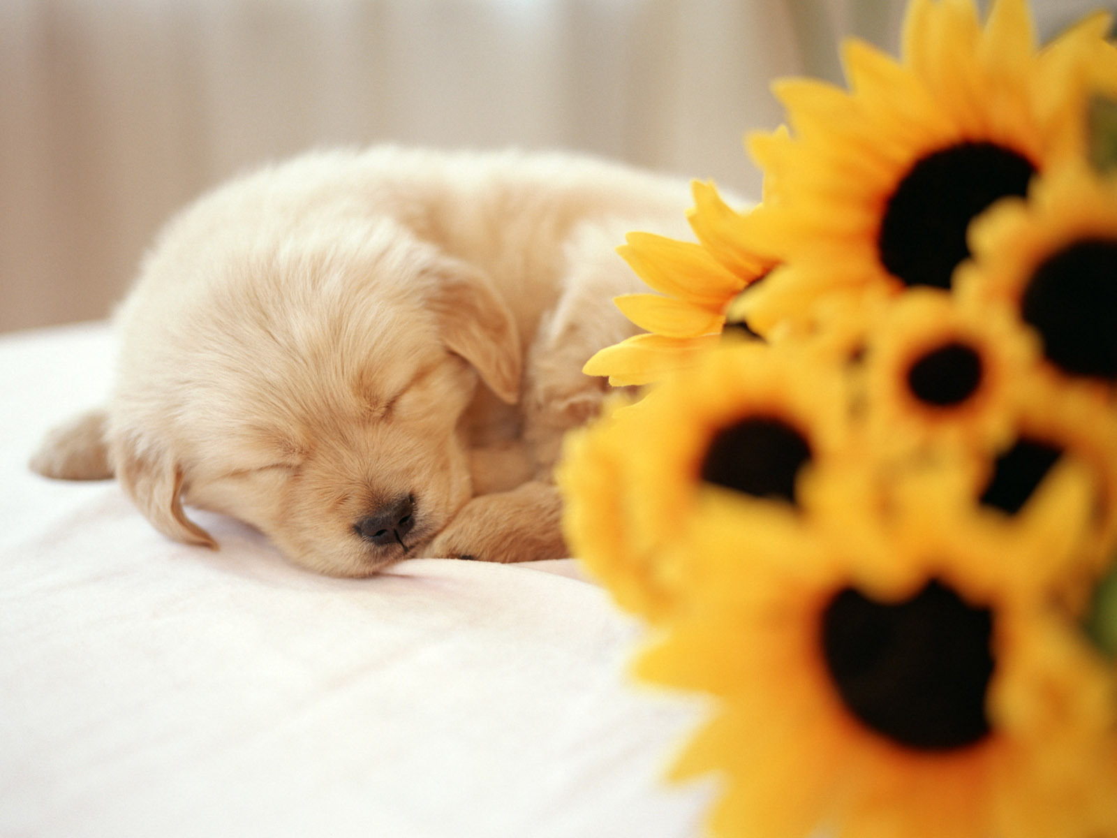 So cute   Puppies Wallpaper 14749024