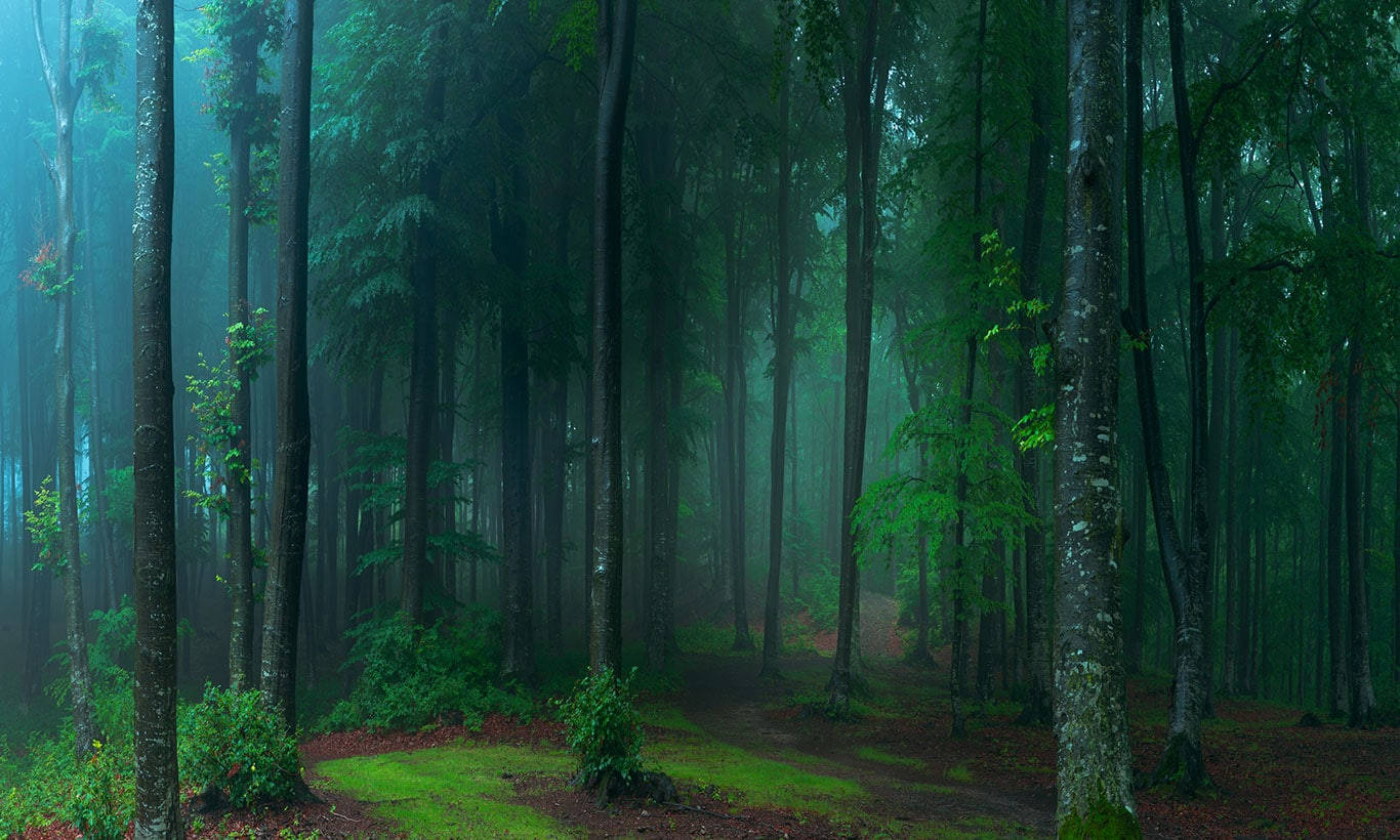 Mystical Forest Wallpaper