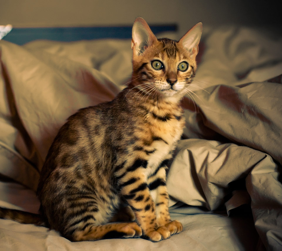 Red Bengal Cat HD Wallpaper Background Image
