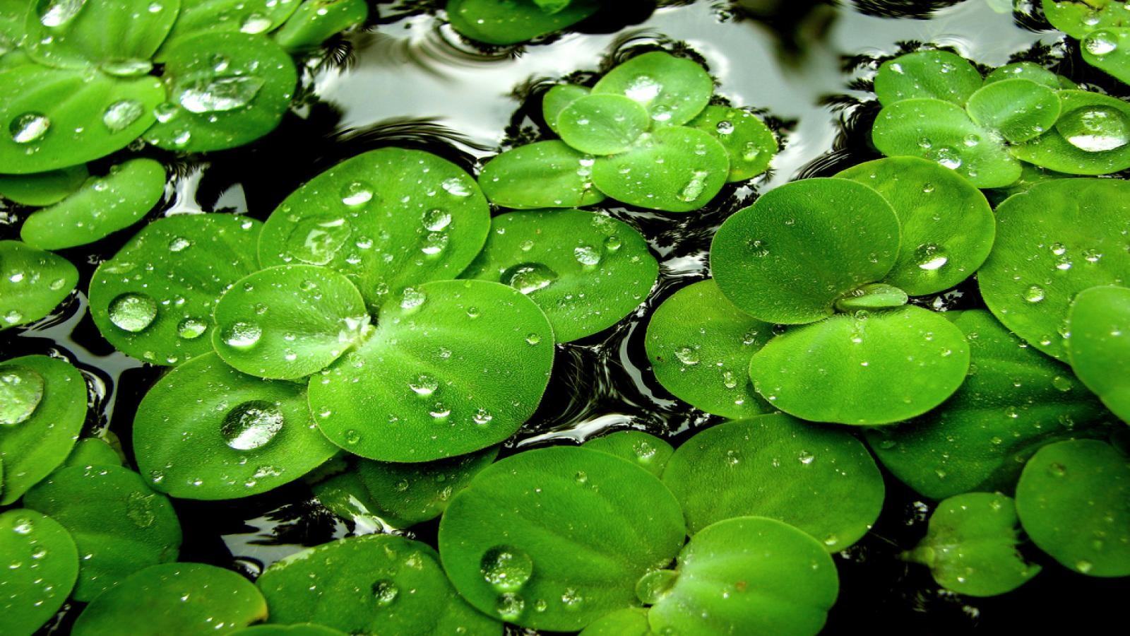 Water Leaves Drops Lily Pads Wallpaper Background