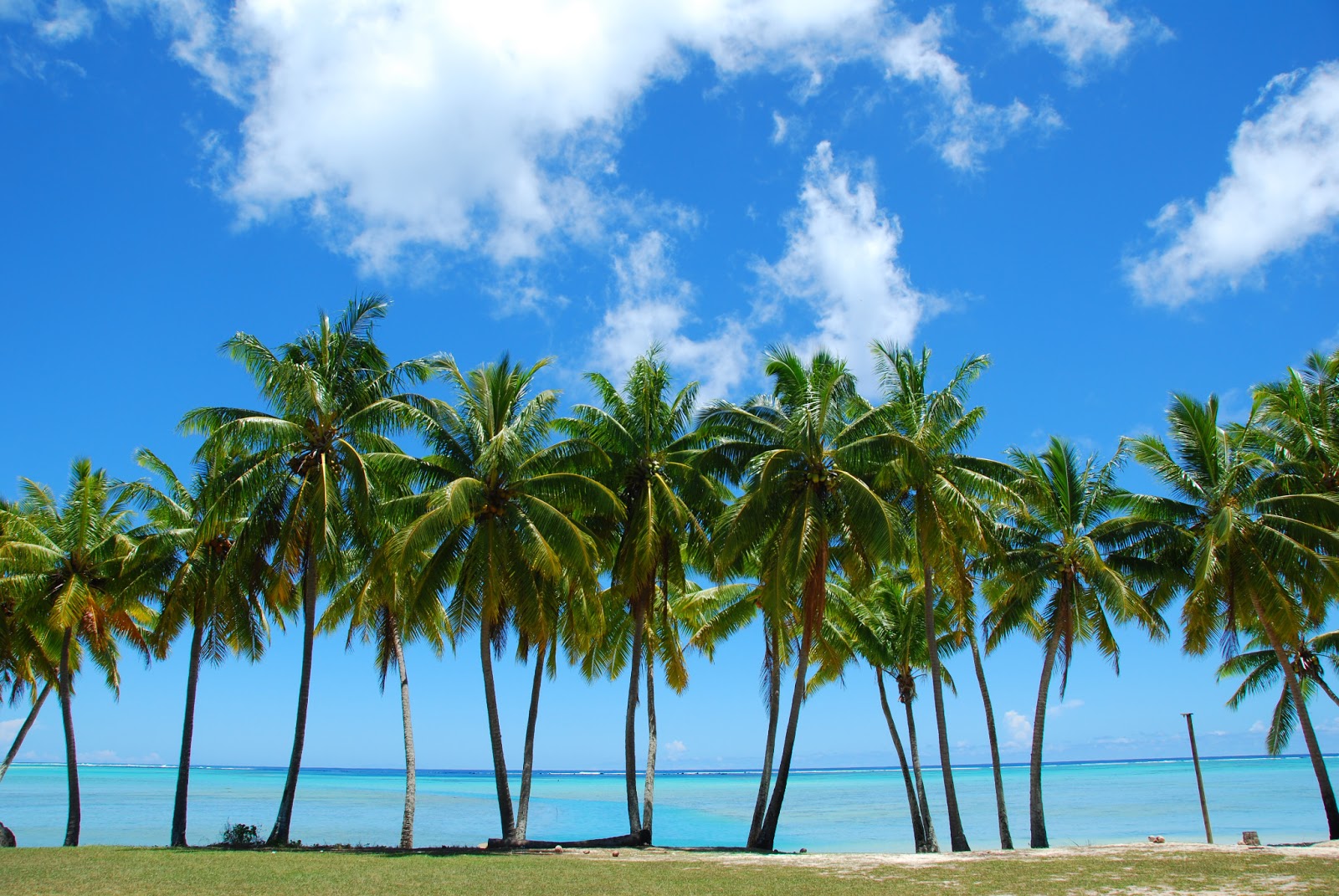 HD Wallpapers palm tree wallpapers hd
