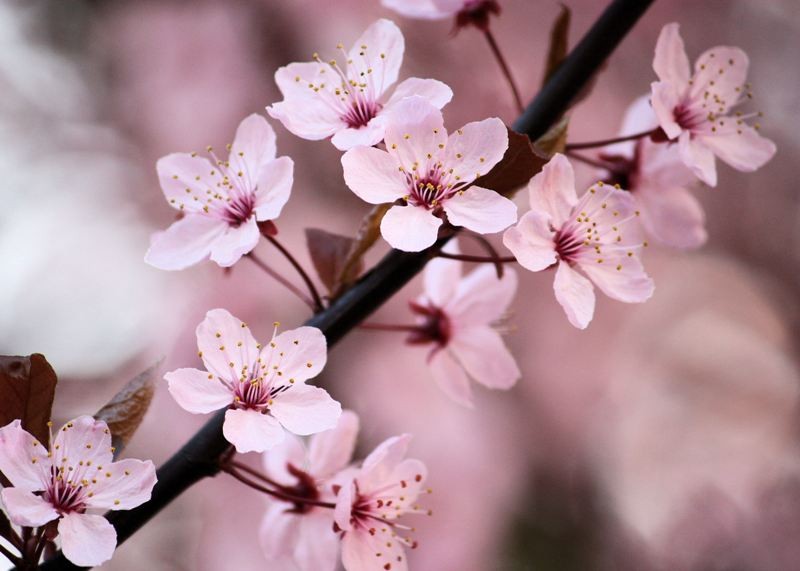 Beautiful Pink Cherry Blossom Wallpaper   Colors Photo 34590401