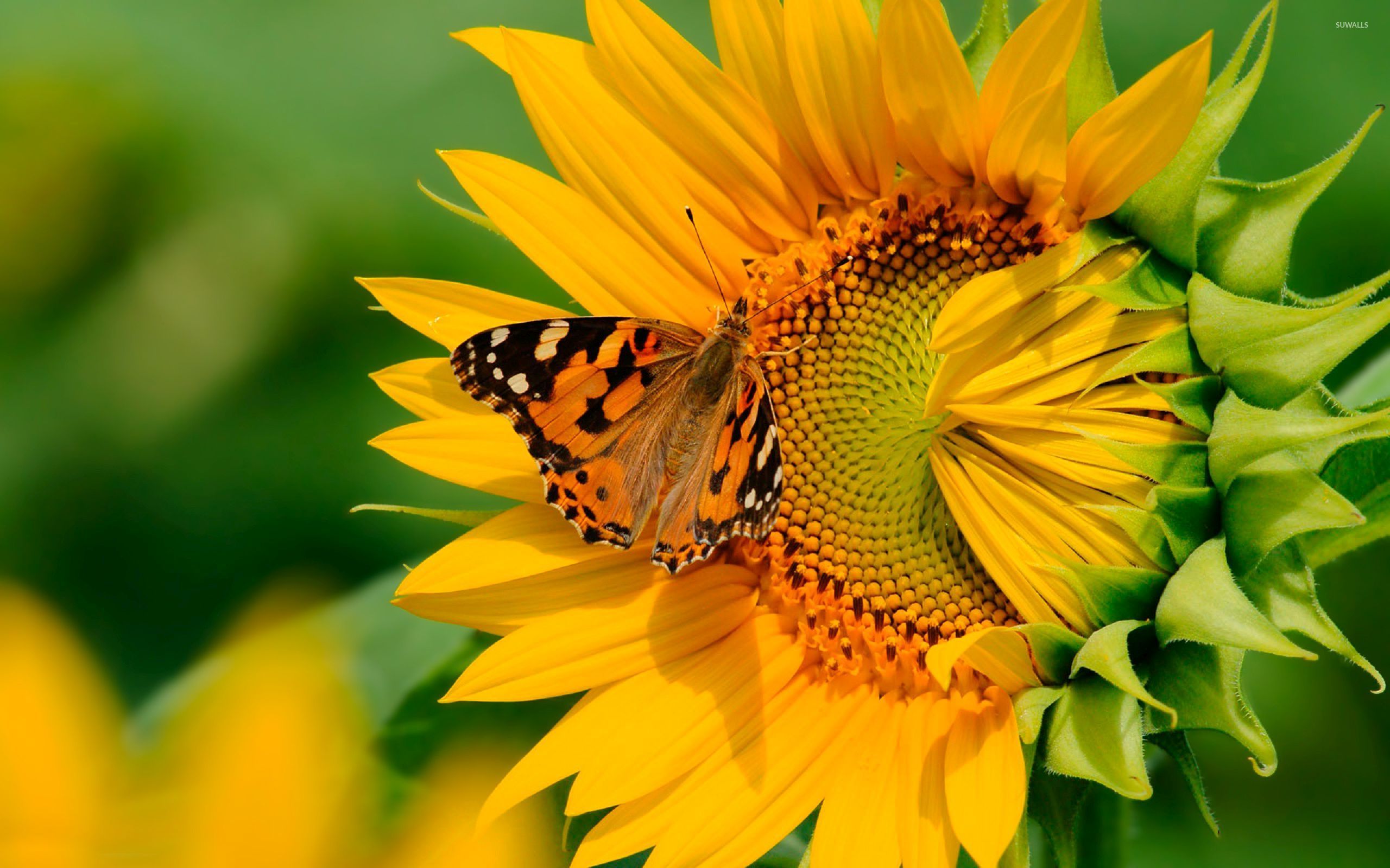 Butterfly On The Sunflower Wallpaper