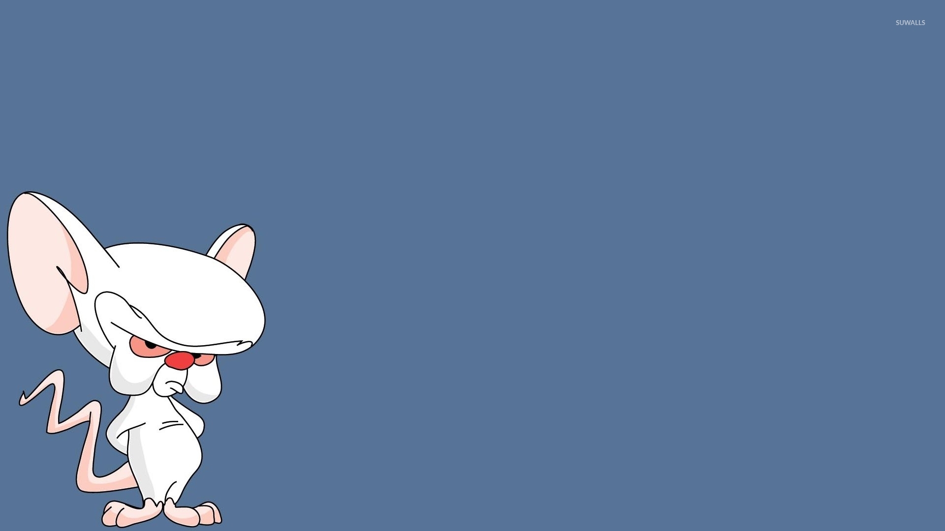 Brain from Pinky and the Brain wallpaper   Cartoon wallpapers   51244