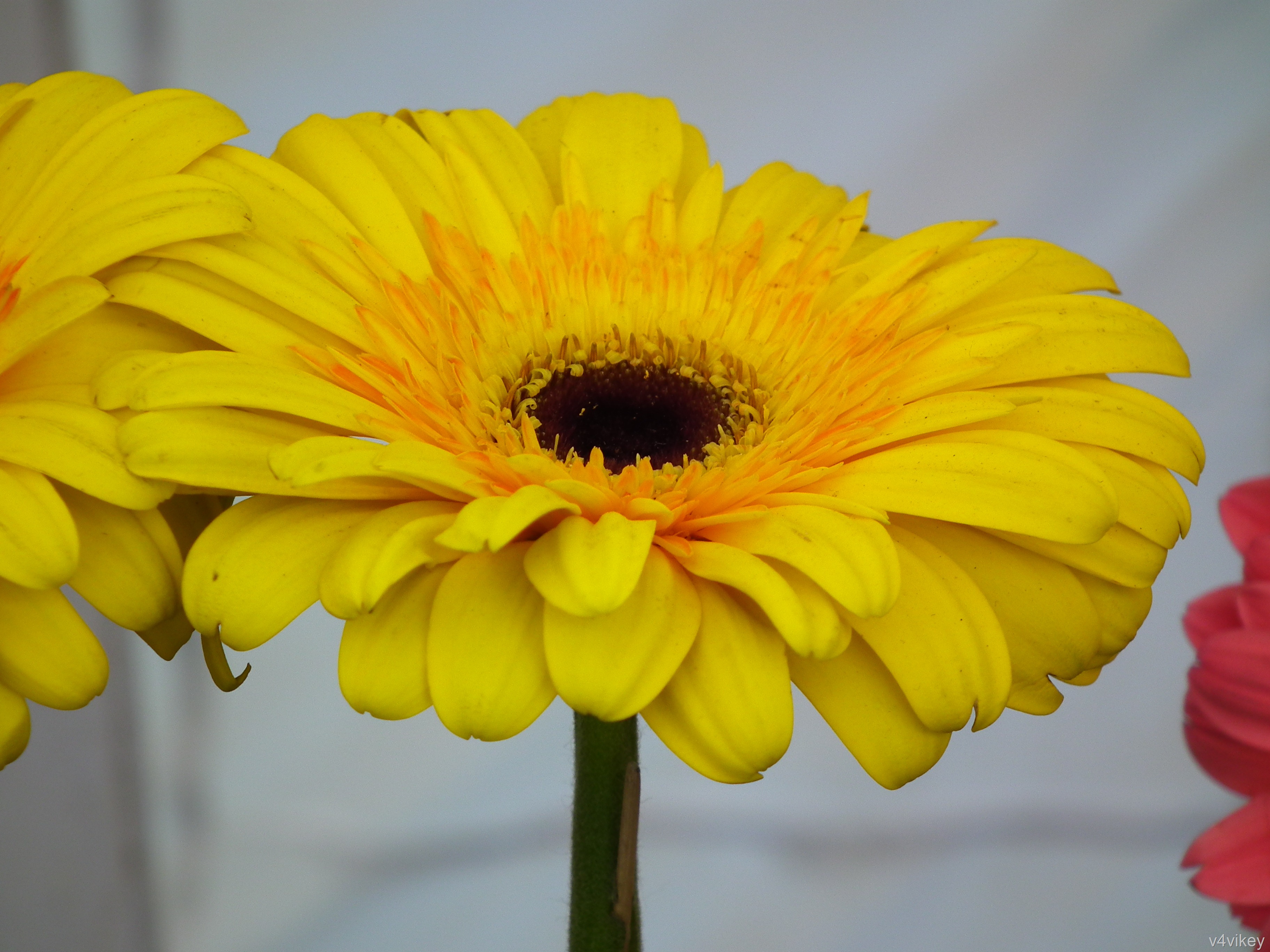 Yellow Daisy Flower Wallpaper