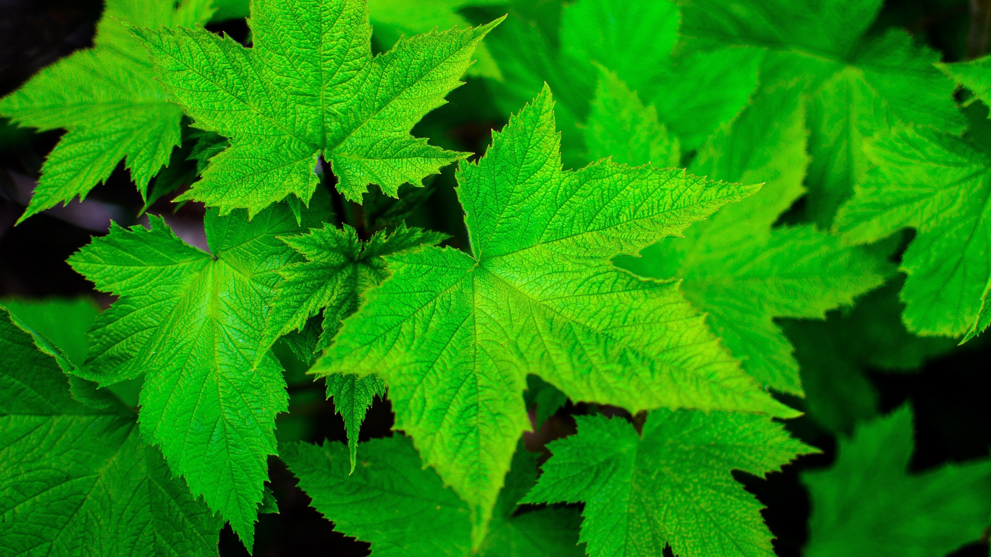 Nature Leaves Closeup Macro Plants Green Maple Wallpaper HD