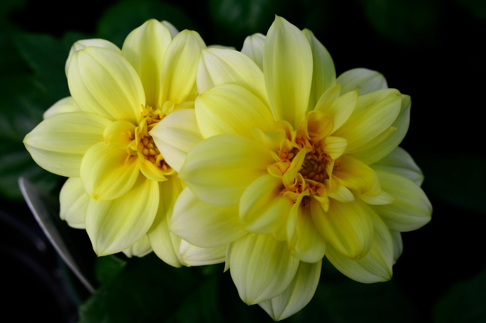 Flowers For Flower Lovers Beautiful Wallpaper