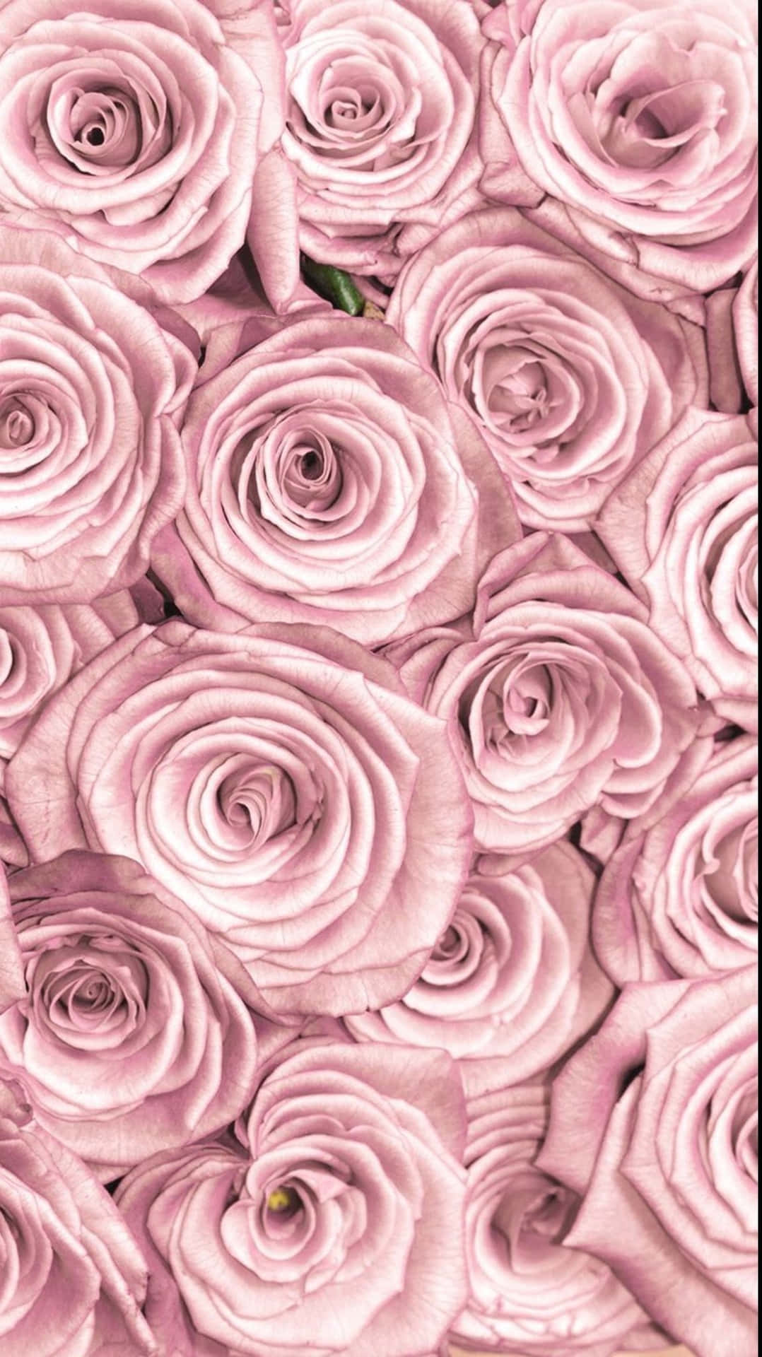 A Delicate Pink Rose Made Up Of Pulsing Layers Petal Wallpaper