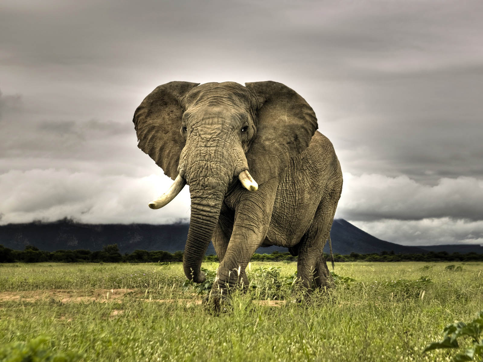 Tag Elephant Wallpaper Image Photos Pictures And Background For