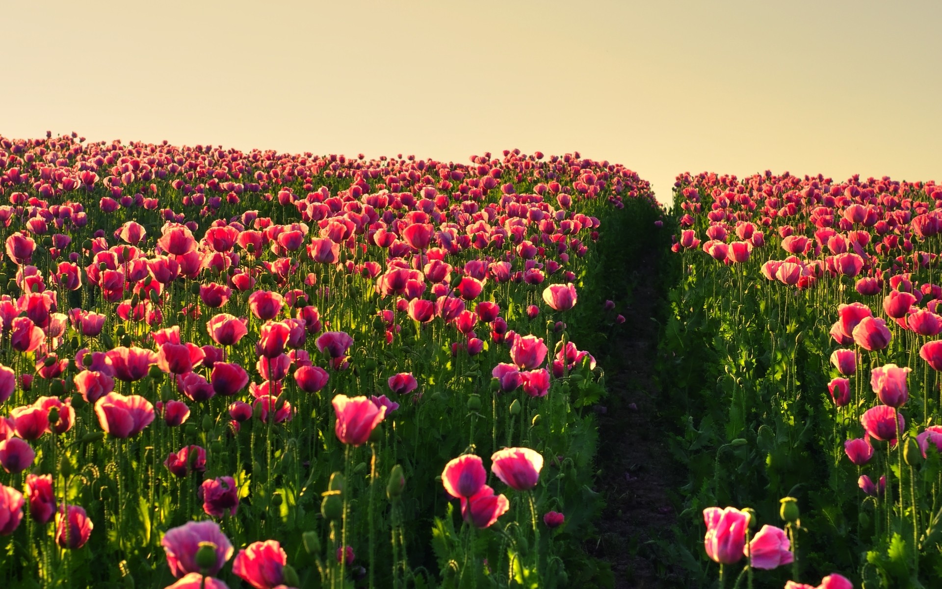 Flowers Background In High Quality Gorgeous Flower Field By Oliver