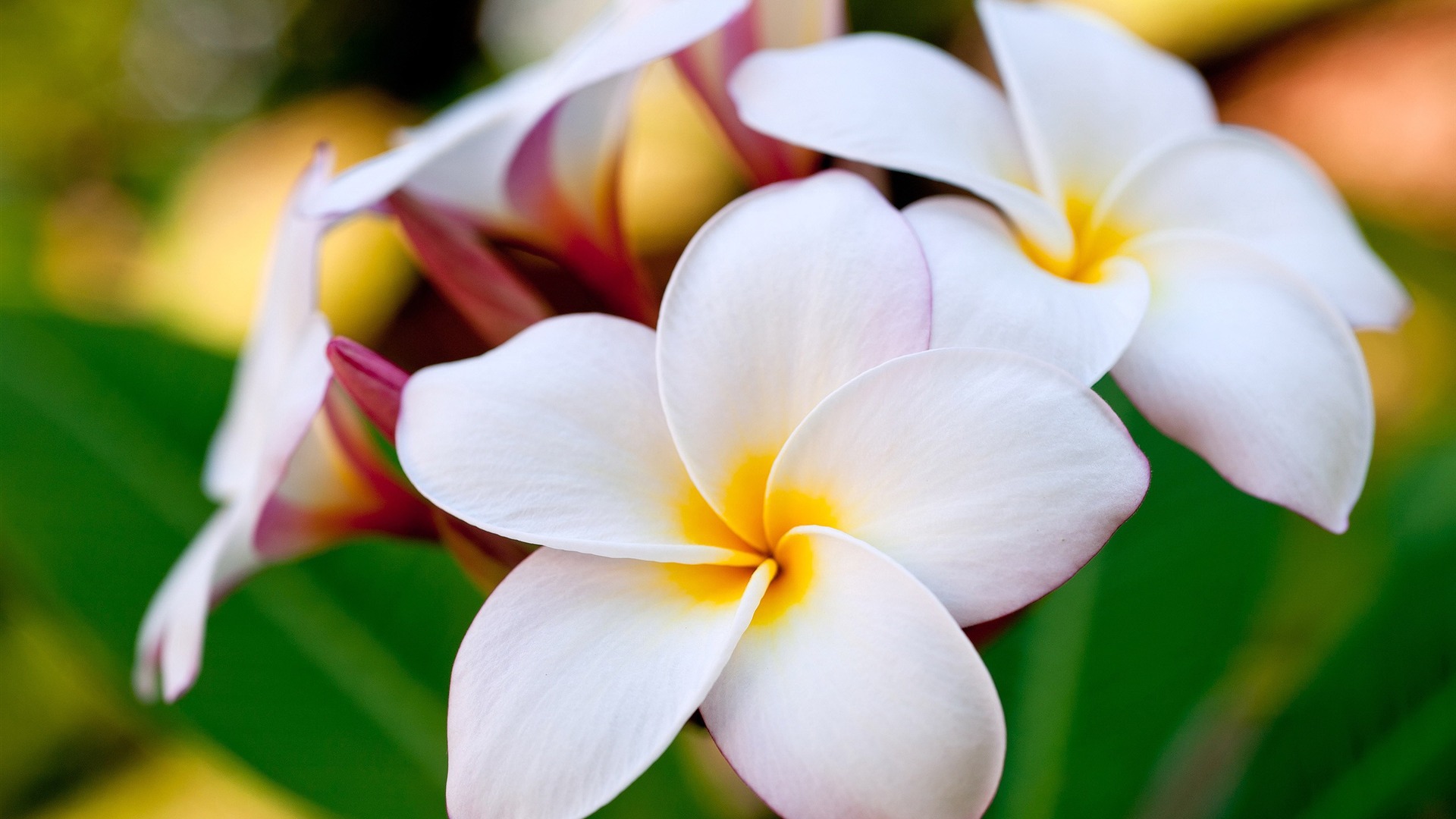 Hawaiian Flower Background Flowers