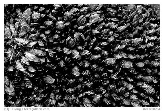 Black And White Picture Photo Seashells Mussels South Beach