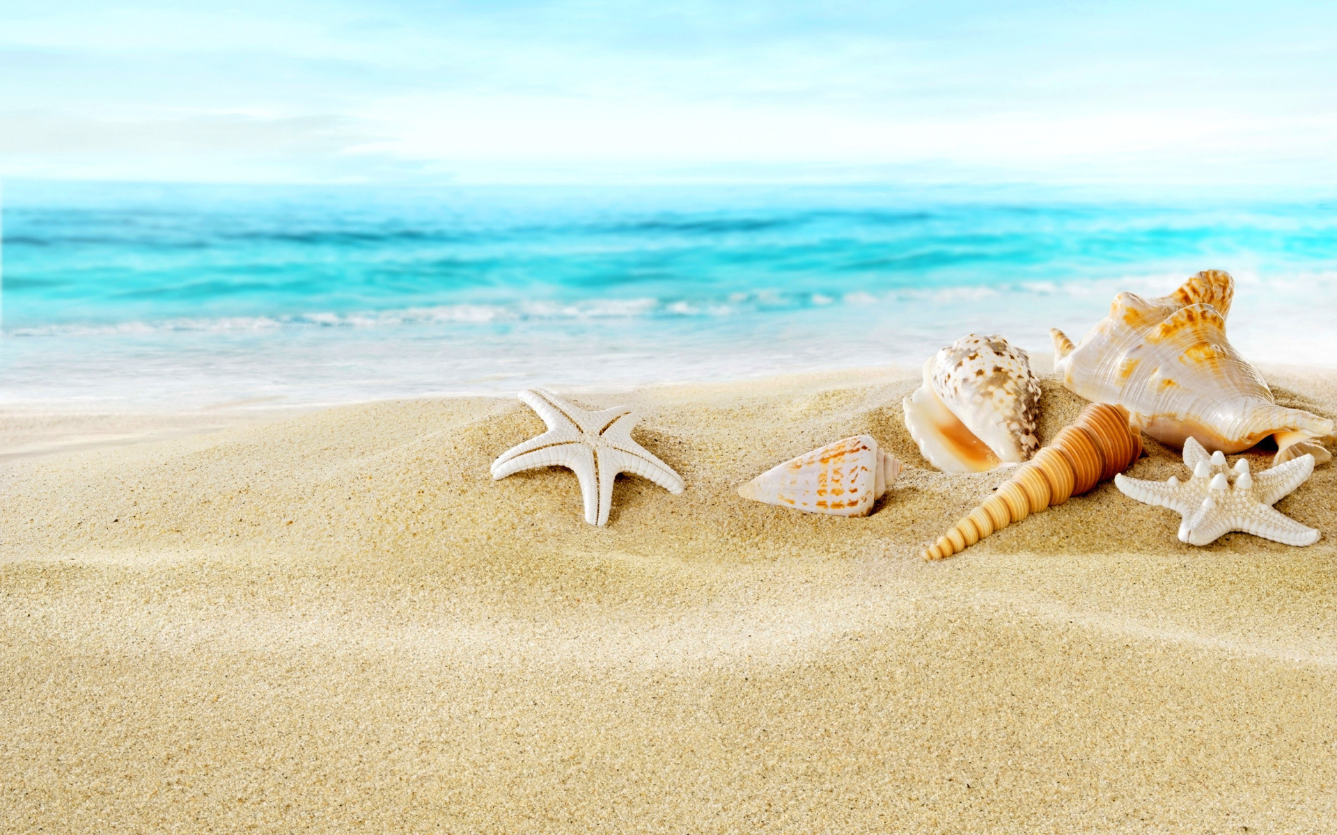 Ocean Seashells Wallpaper Dual Monitor Seashell Shells