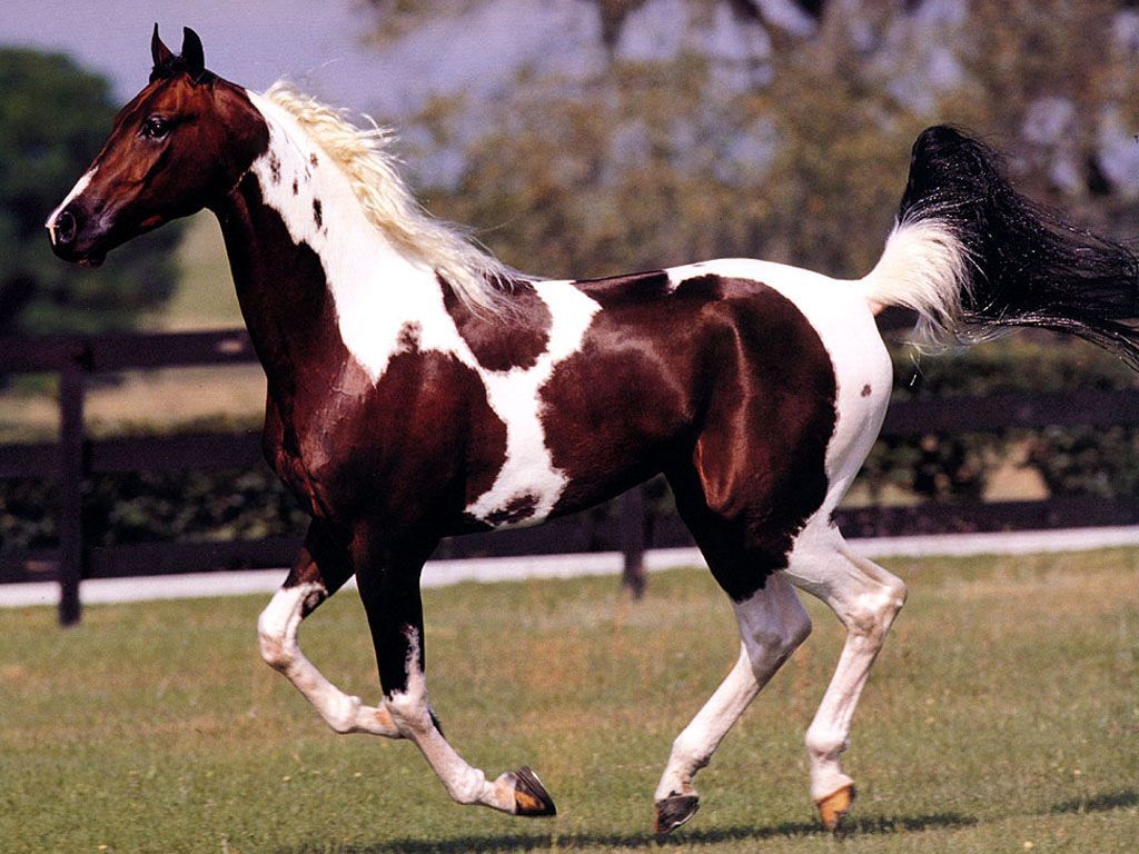 White And Brown Colored Horse Wallpaper Pictures