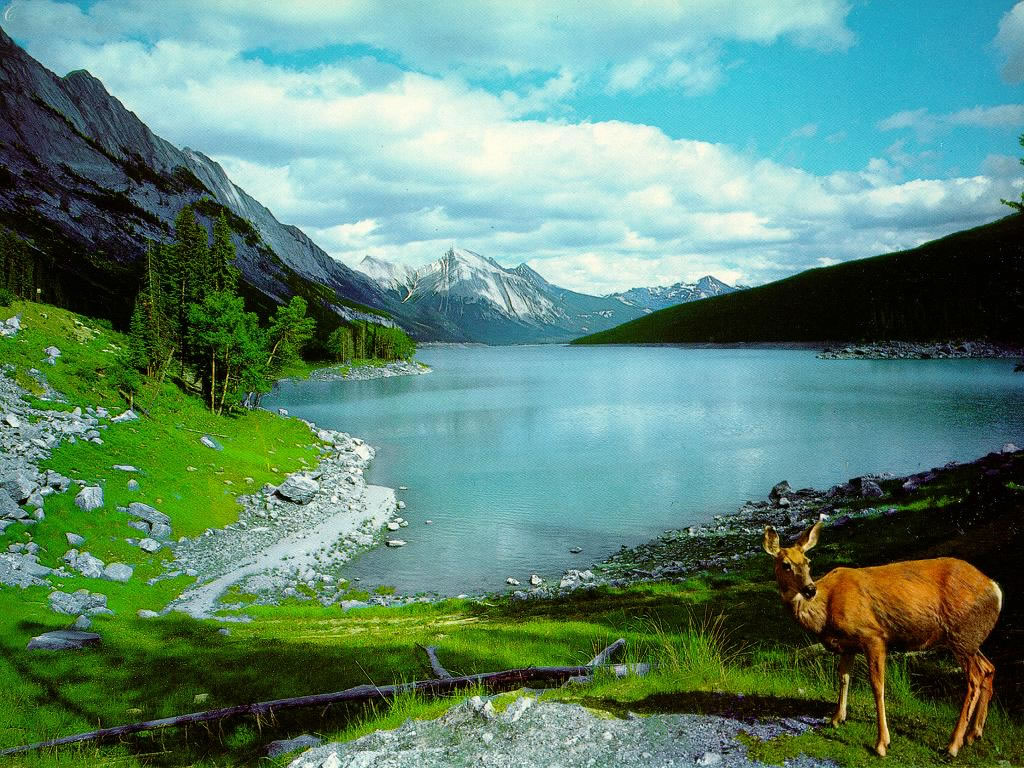 Deer Lake Nature Wallpaper For Desktop
