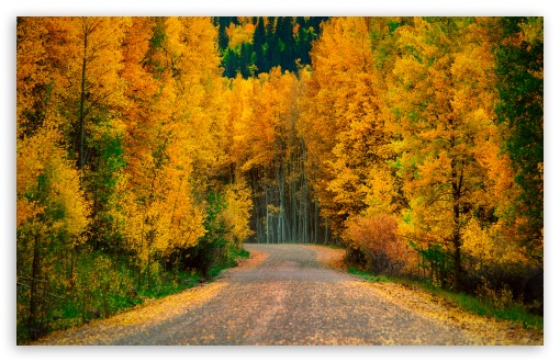 Aspen Trees In Fall HD Wallpaper For Standard Fullscreen Uxga