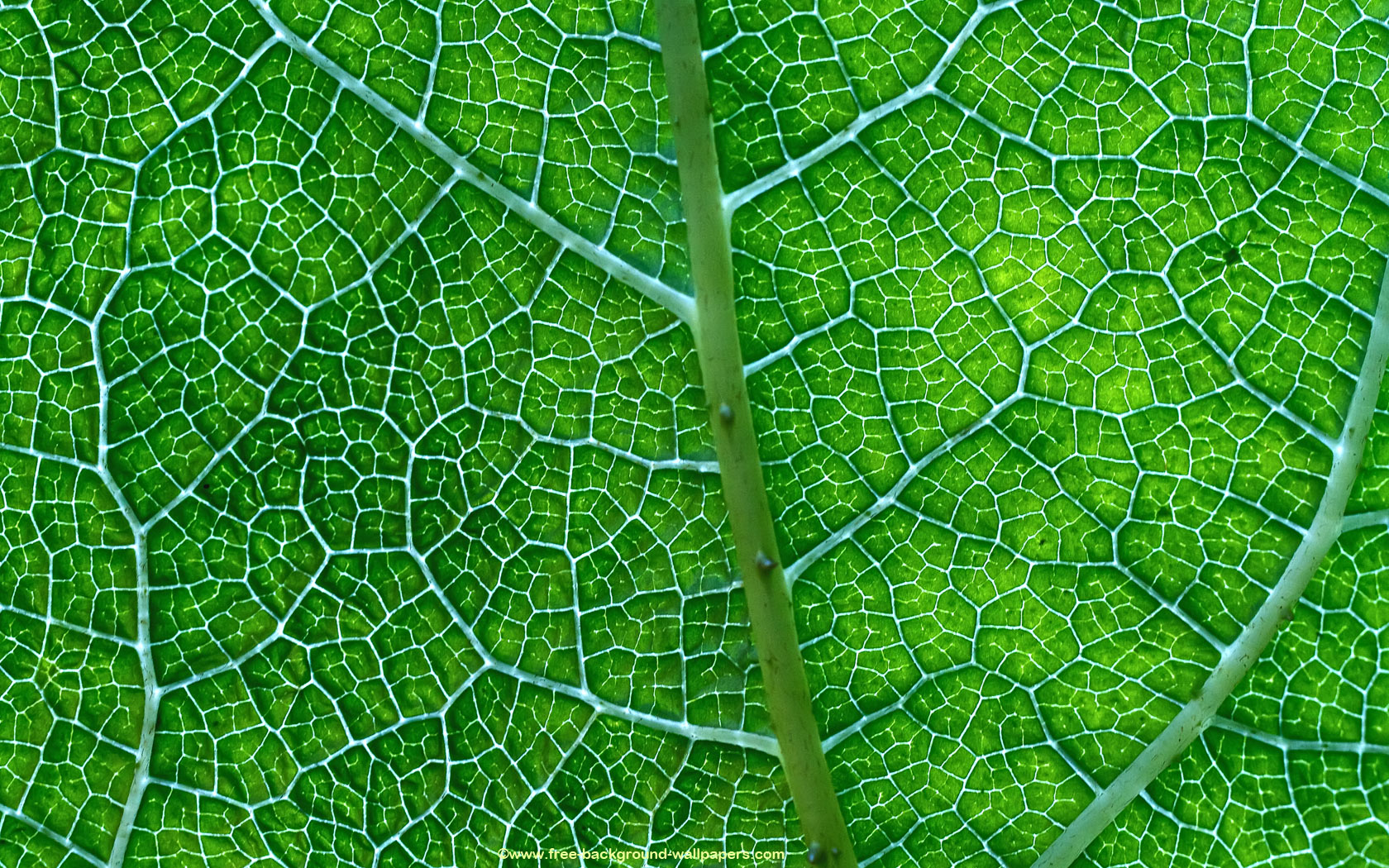 Pattern on a Green Leaf   Flower Background Wallpaper   1680x1050