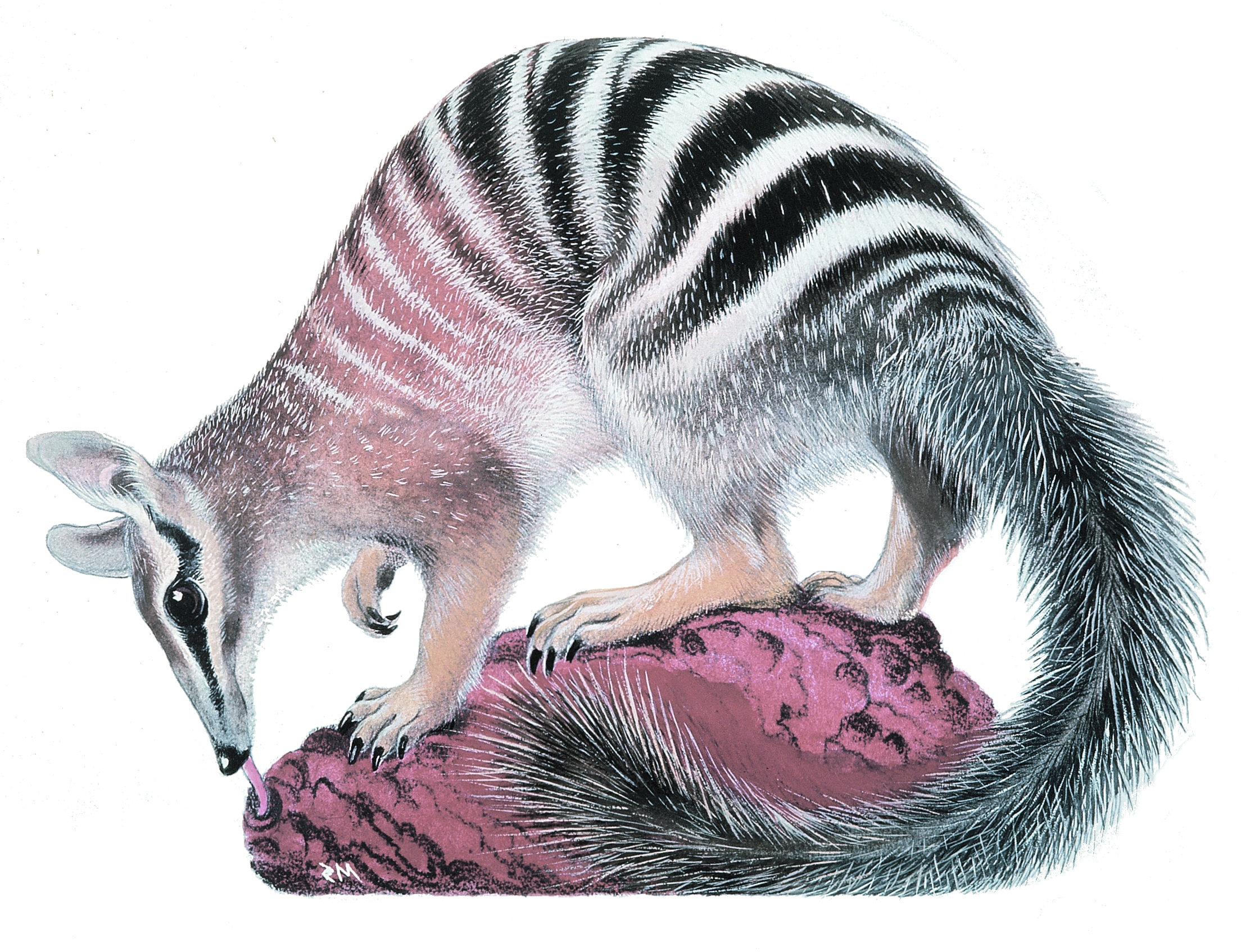 A numbat, also known as a banded anteater, with its distinctive black and white stripes, foraging on a rock