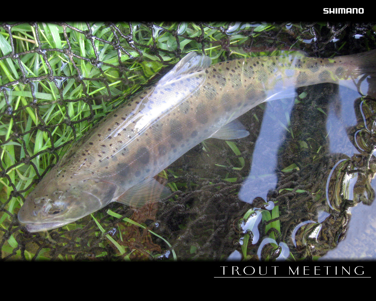 Trout Meeting