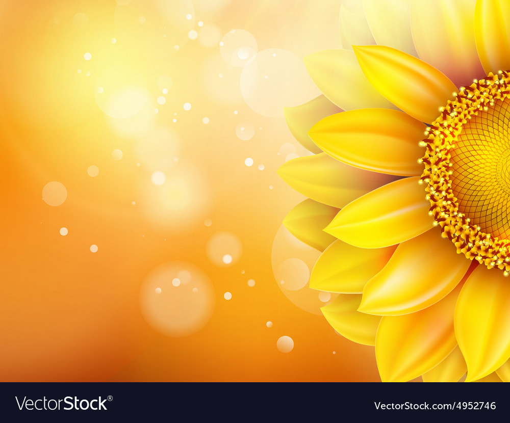 Macro Sunflower Background Eps Royalty Vector Image