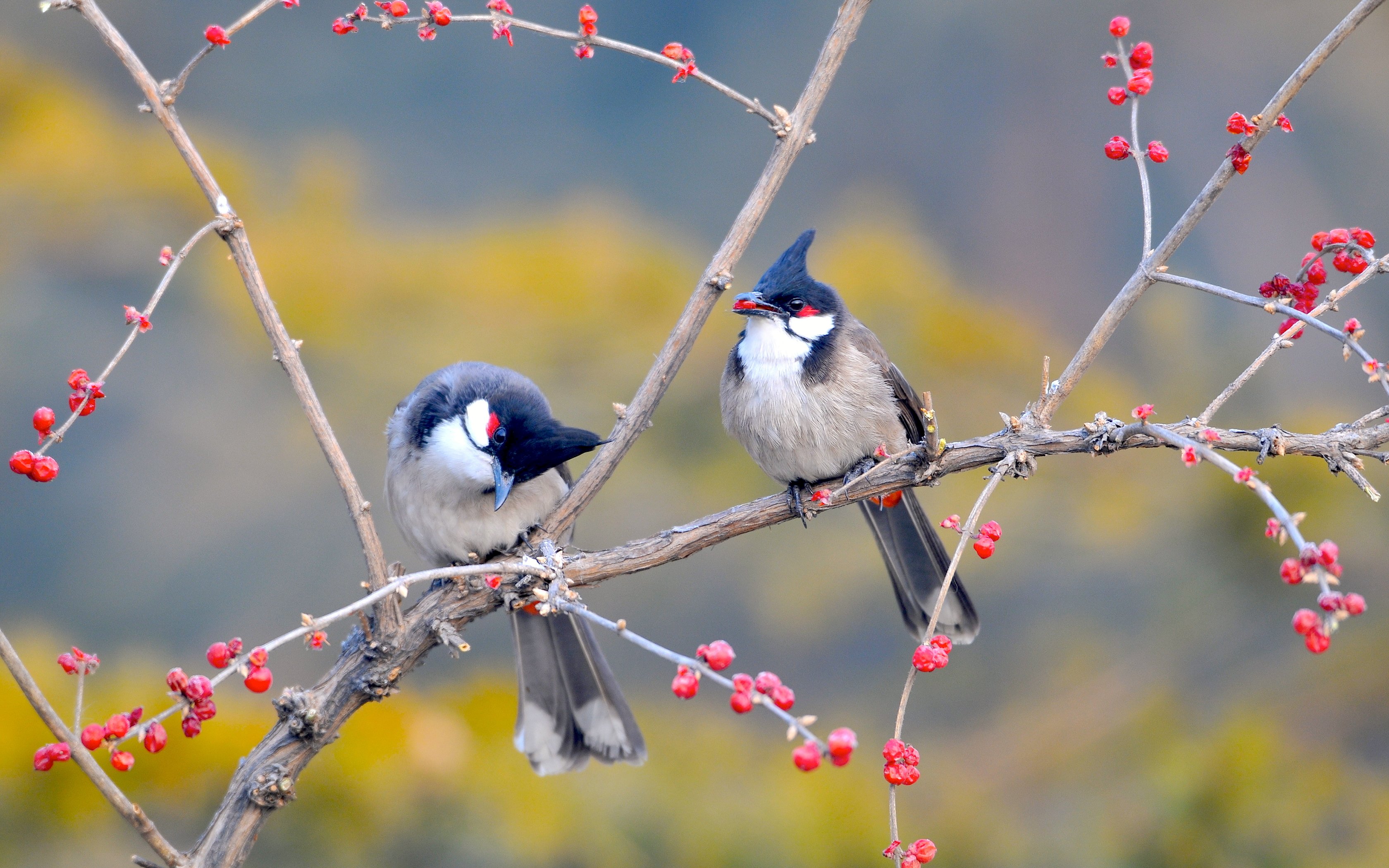 couple birds berries spring animals picture hd wallpaper