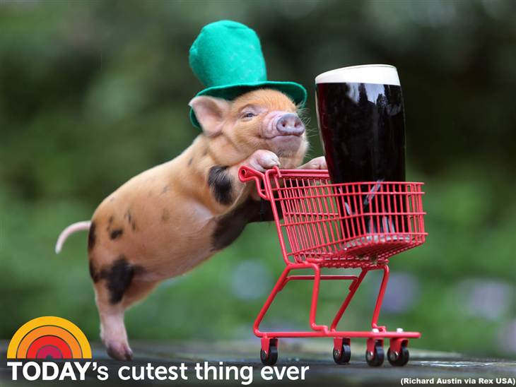 Go Back Gallery For Cute Animal St Patricks Day Wallpaper