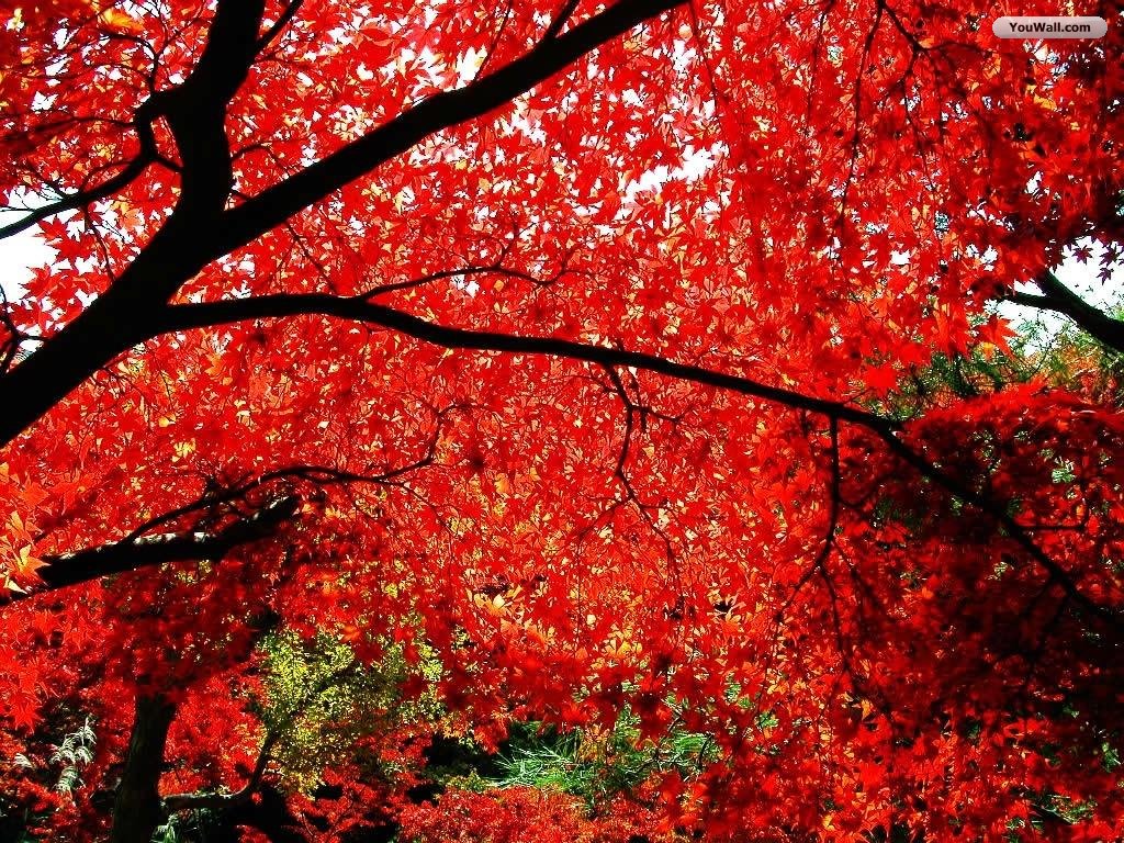 Youwall Autumn Tree Wallpaper