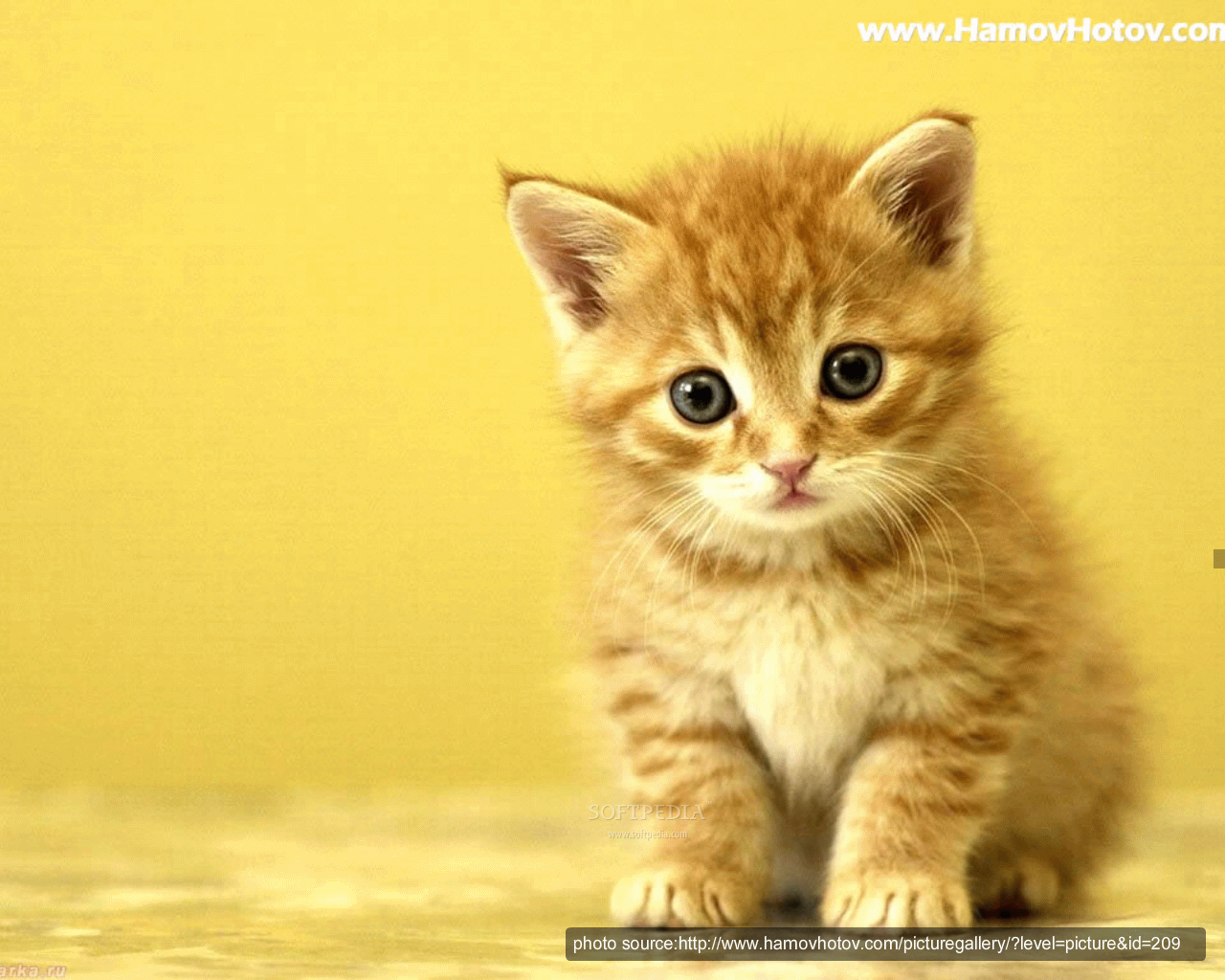 Is A Sample Of What Kitten Screensaver Will Display On Your Desktop