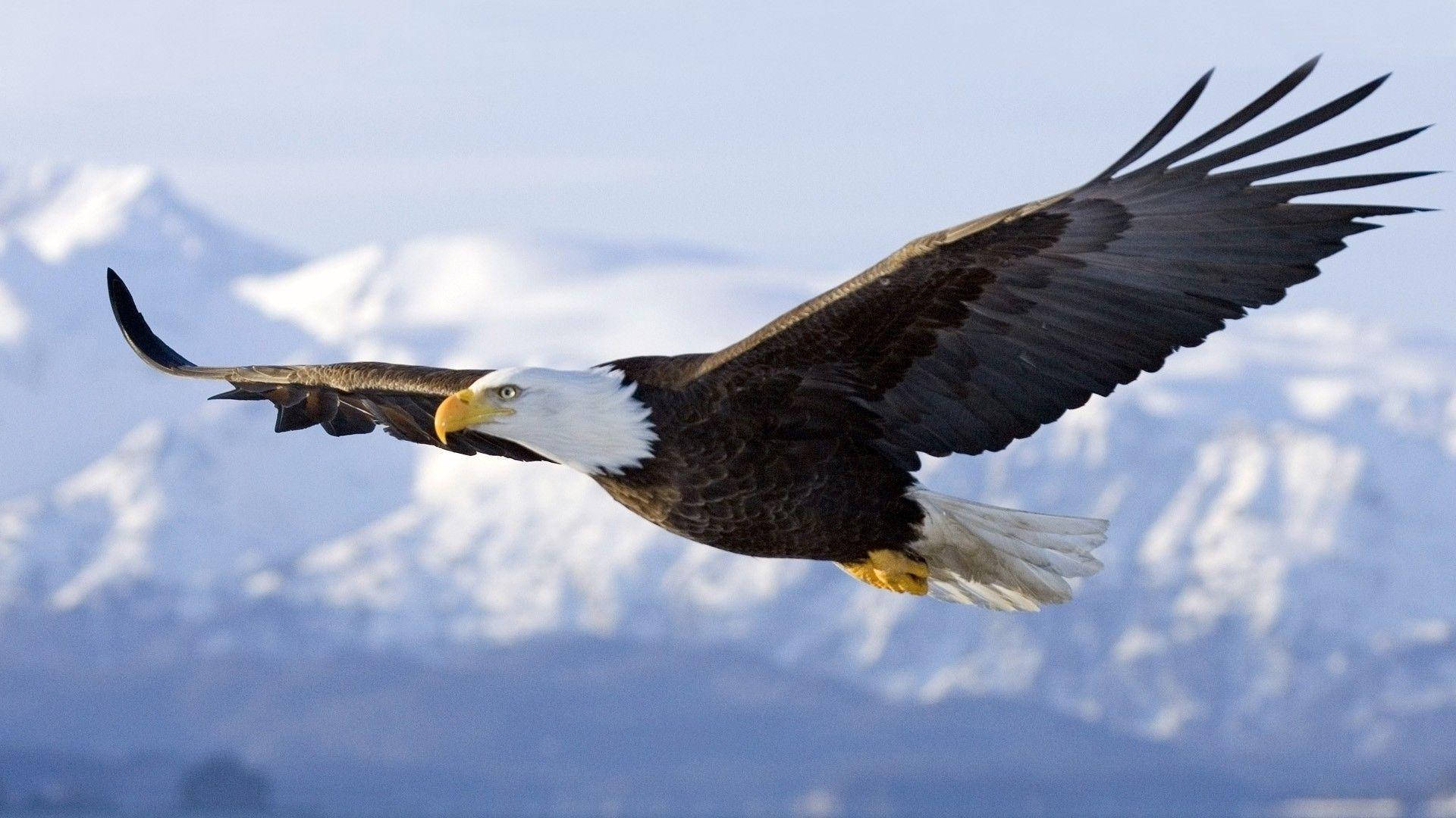 Bald Eagle Wallpaper