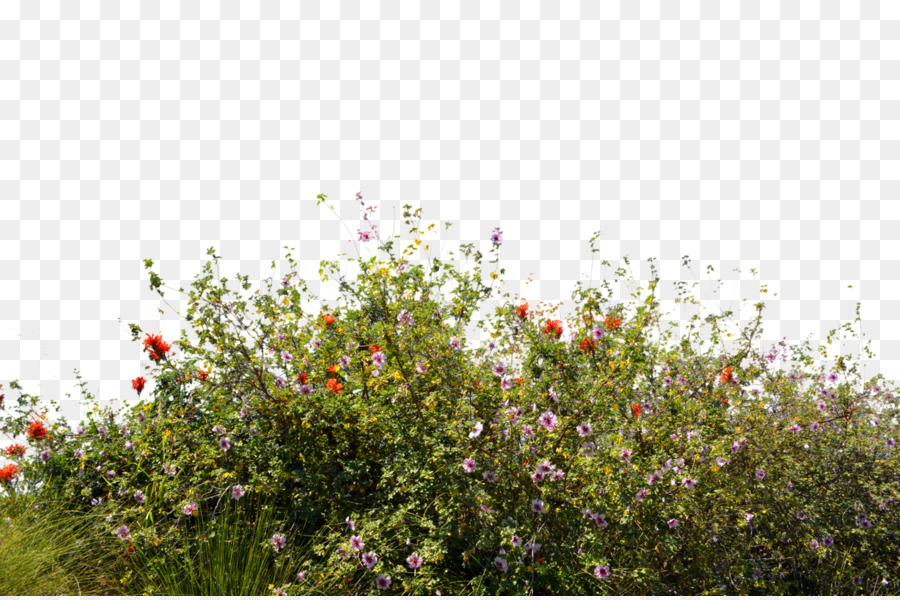Wildflower Desktop Wallpaper Bush Png Image Pngio
