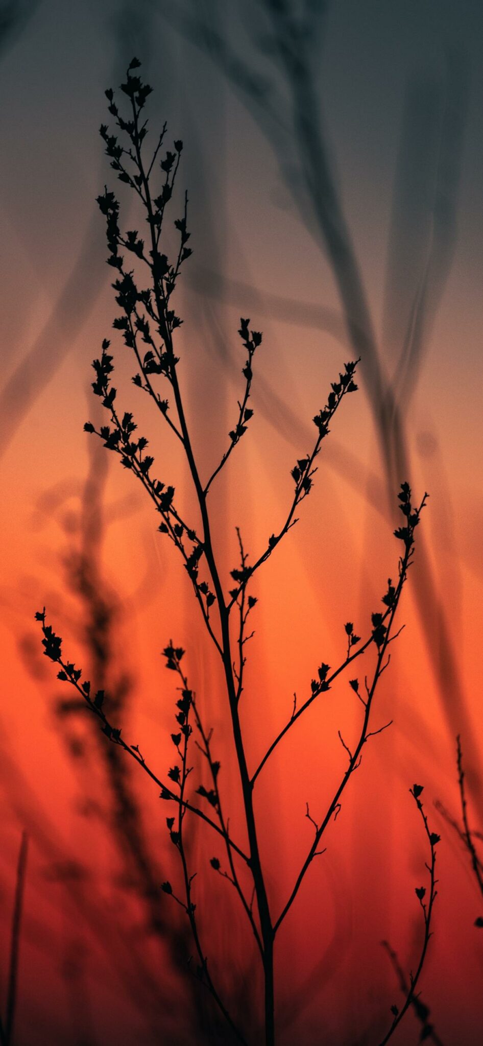 Wallpaper