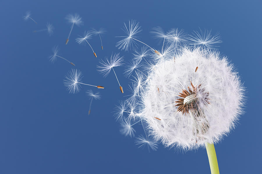 Dandelion Flying On Blue Background Photograph By Bess Hamiti