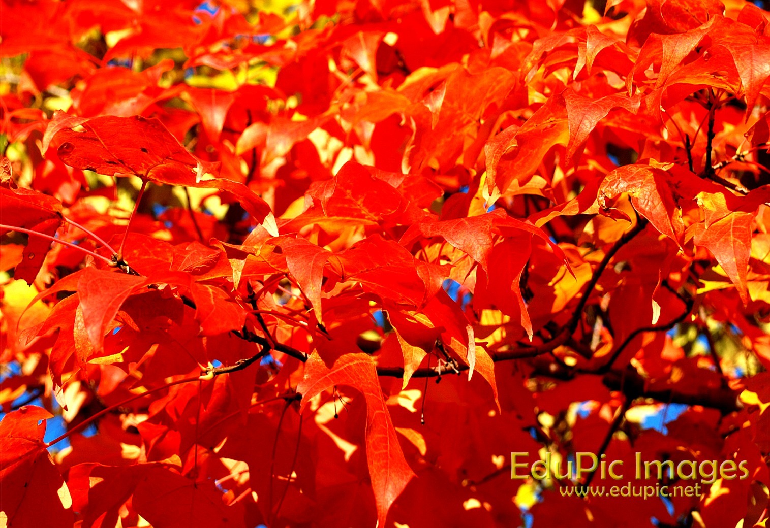 Fall Colors Desktop Wallpaper Pictures