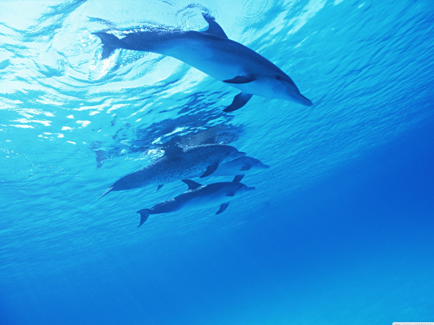 Dolphins Underwater Ultra Hq Wallpaper