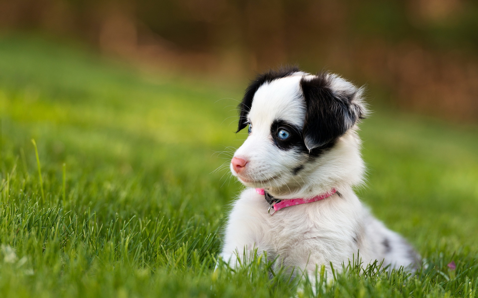 50 Cute Dogs Wallpapers Dog Puppy Desktop Wallpapers