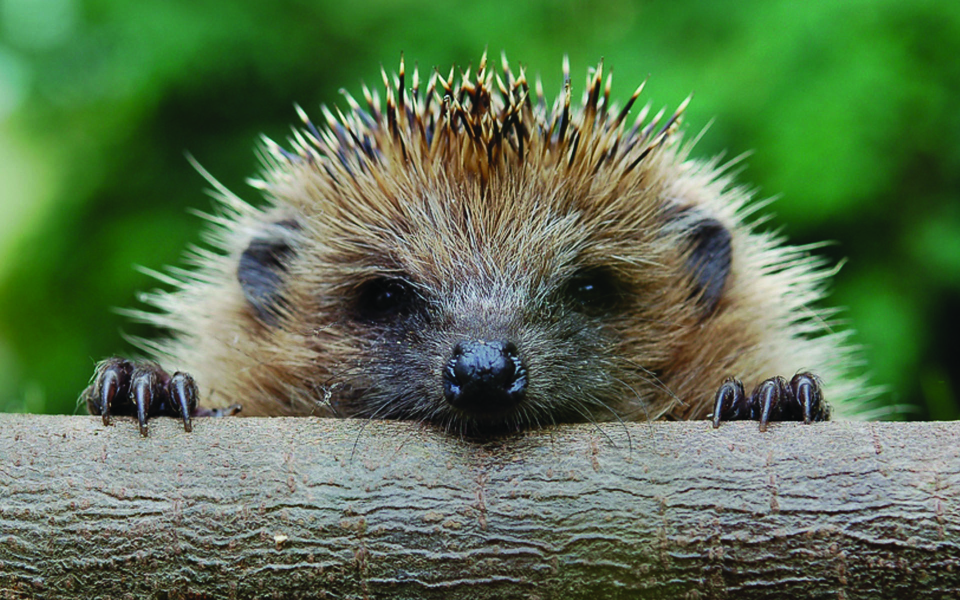 Hedgehog Wallpaper Muzzle Log Feet HD Desktop